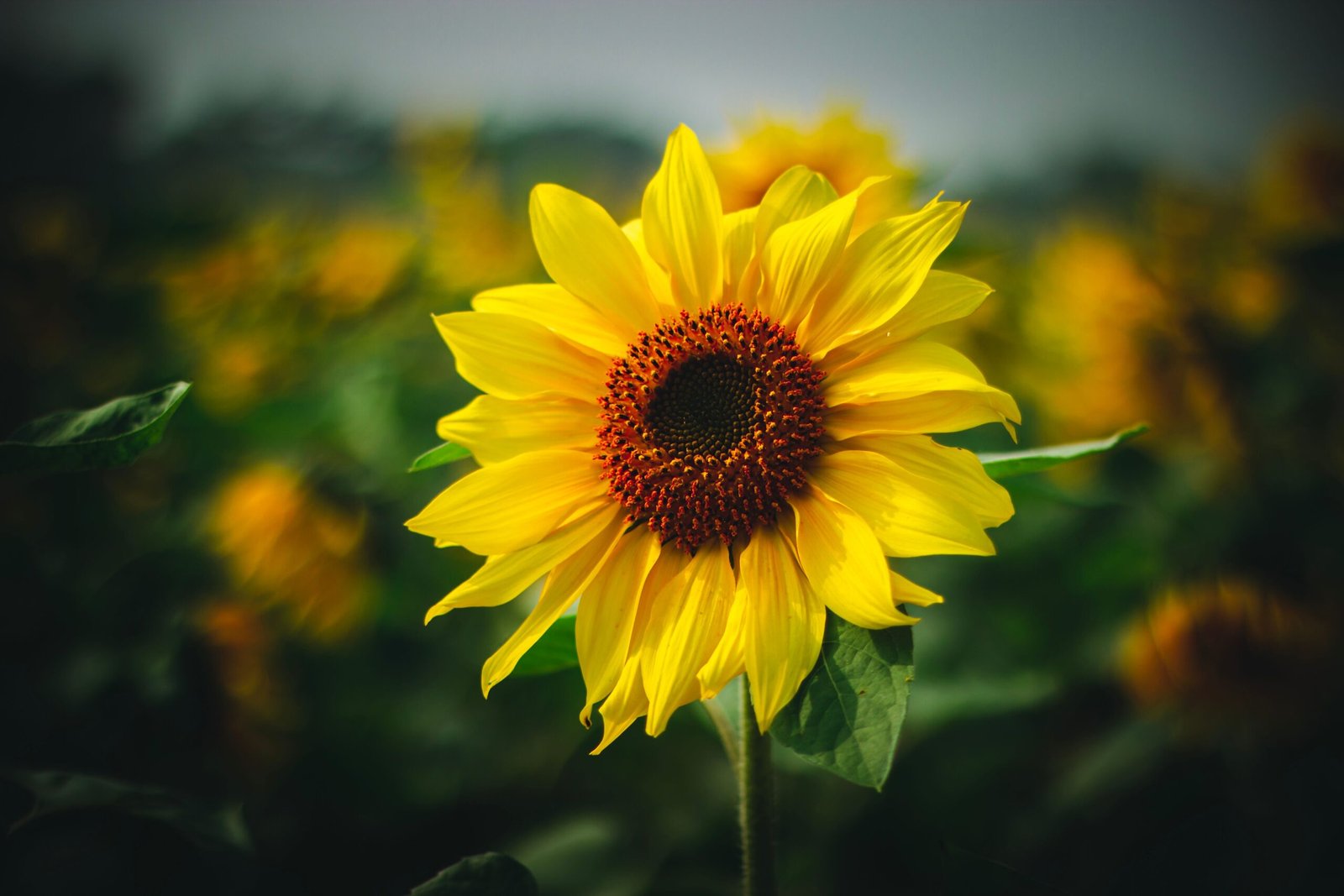 Global Price of Sunflower Oil